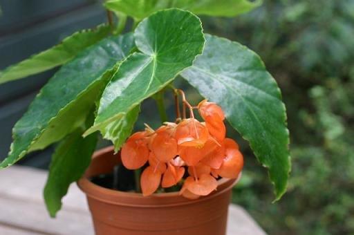B. ‘Honoho-no-mai’